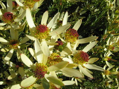 Leucadendron procerum