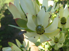 Leucadendron procerum