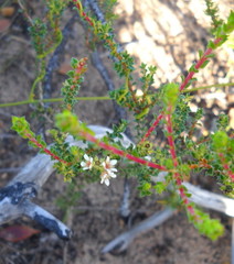 Diosma echinulata