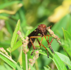 Diogmites platypterus