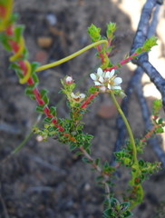 Diosma echinulata