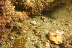 Muricoidea