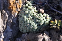 Conophytum
