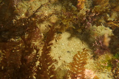 Acromegalomma circumspectum