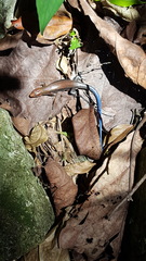 Plestiodon sumichrasti