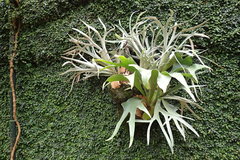 Platycerium