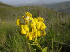 Liparia hirsuta