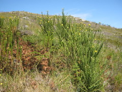 Liparia hirsuta