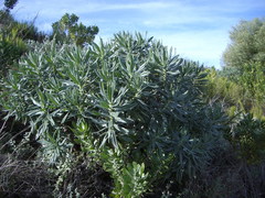 Lobostemon belliformis