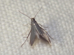 Schreckensteinia erythriella