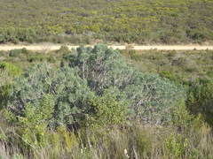 Lobostemon belliformis