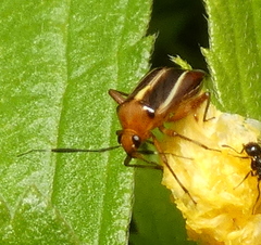 Horciasinus signoreti