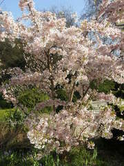 Prunus