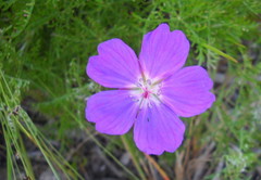 Geranium incanum multifidum