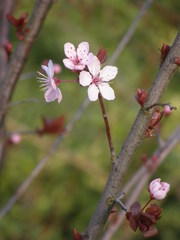 Prunus