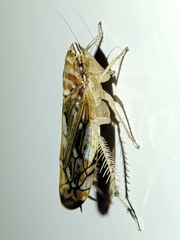 Scaphoideus titanus
