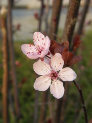 Prunus