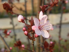 Prunus