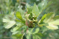 Dasineura crataegi