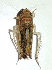 Scaphoideus titanus