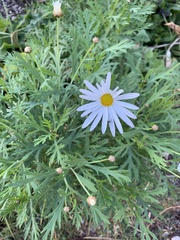 Brachyscome multifida