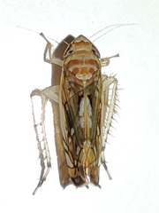Scaphoideus titanus
