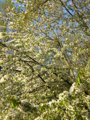 Prunus avium