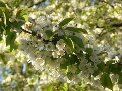 Prunus avium