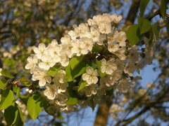Prunus avium