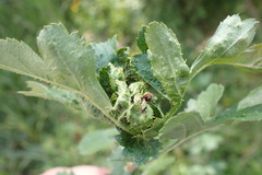 Dasineura crataegi