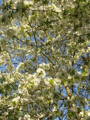 Prunus avium