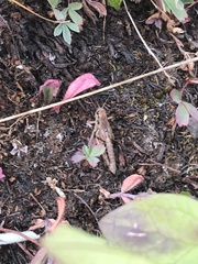 Melanoplus triangularis