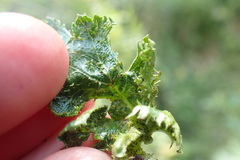 Dasineura crataegi