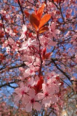 Prunus