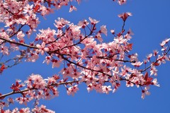 Prunus