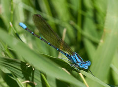 Argia rhoadsi