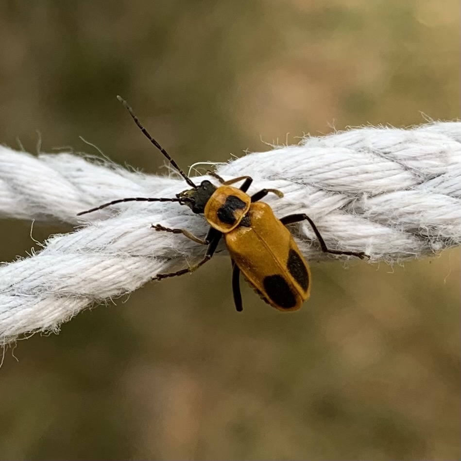 Goldenrod Soldier Beetle from Chippewa National Forest, Akeley, MN, US