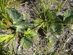 Lichtensteinia latifolia