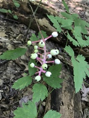 Actaea pachypoda