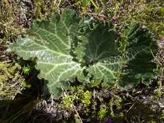 Lichtensteinia latifolia