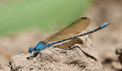 Argia rhoadsi