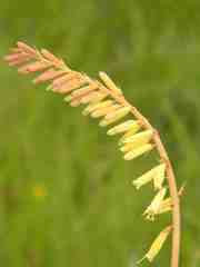 Kniphofia parviflora