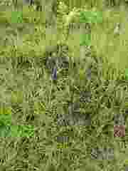 Kniphofia parviflora