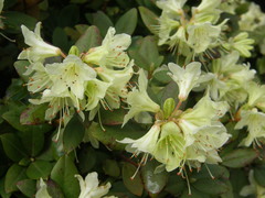 Rhododendron