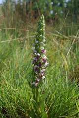 Brachycorythis conica transvaalensis