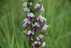 Brachycorythis conica transvaalensis