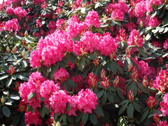 Rhododendron