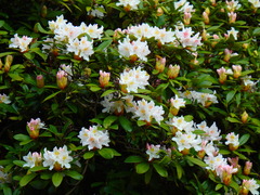Rhododendron