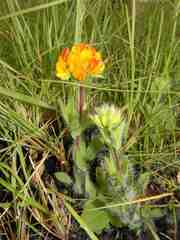Leobordea corymbosa