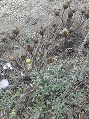 Centaurea salonitana